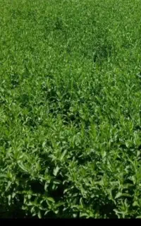 عرق نعناع ارگانیک نعناع  خشک شوید وریحان خشک و تر