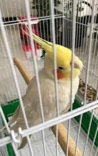 معاوضه عروس هلندی