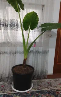 گل بابا آدم 1.5 متری