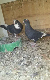 جفت پلنگ