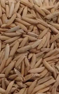 چلتوک . شلتوک  شمیم یک تن