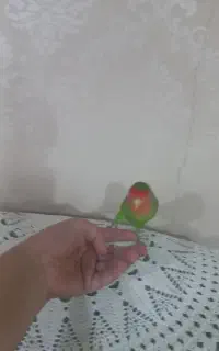 یک عدد طوطی کتوله رام ودستی
