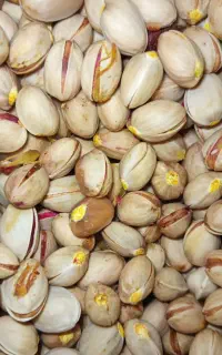 پسته تازه کاج شده خندون