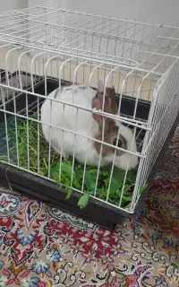 خرگوش