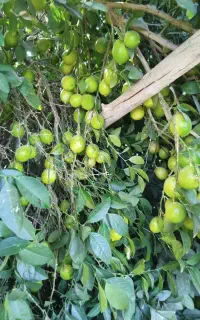 لیمو قیمت خوب ایسونم