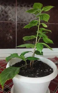 گل ختمی چینی