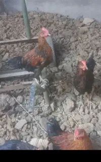 فروش چند عدد جوجه خروس محلی