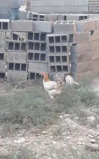 مرغ تخمگذار