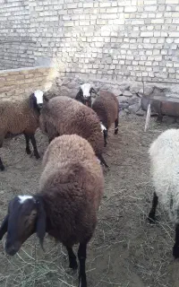 گوسفند
