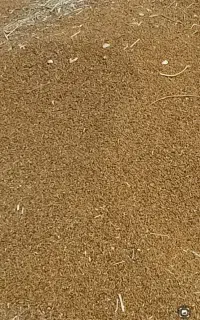 بذر