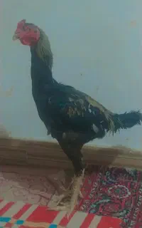 خوروس لاری