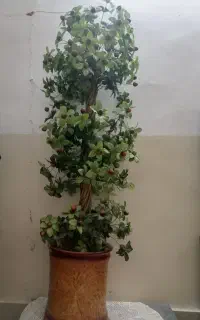 درختچه