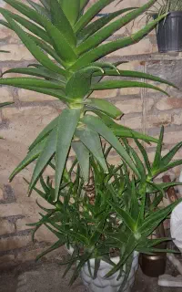 دوعدد گل شاخ بزی