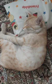 گربه گمشده