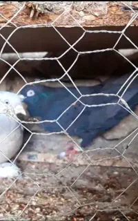 کبوتر جفتی حمال بهبهانی