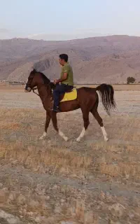 اسب نریون سواری