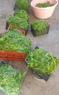 سبزی خورشتی بفروش میرسد