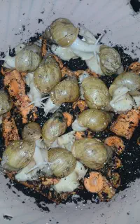 حلزون آلبینو