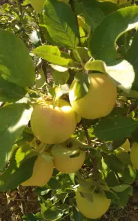 سیب درختی اعلا ، ارگانیک ، خرید مستقیم از باغدار