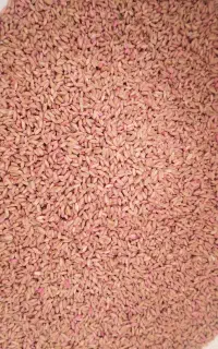 بذر گندم اصلاح شده مادری رقم صدرا