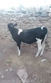 گوساله نر