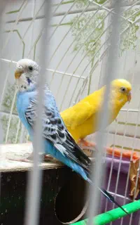 بازی
