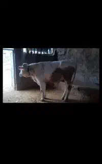 گوساله نر سمینتال