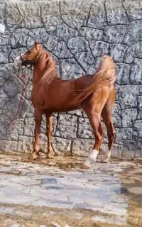 همکار خانم