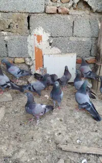 سبز