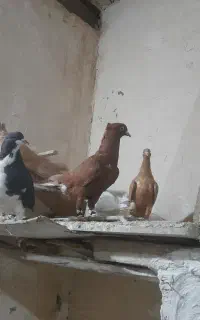 کبوتر شهرک