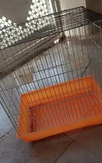 قفس