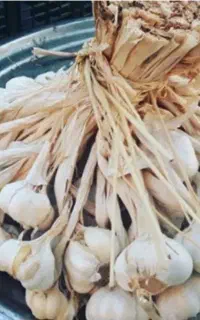 سیر محلی قاین .خوش عطر و با کیفیت