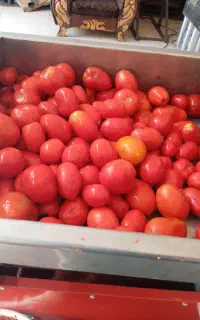آبگیری گوجه همه روزه روزهای تعطیل بادستگاه استیل