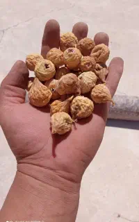 انجیرارگانیک درجه یک تازه