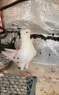 کبوتر ماده