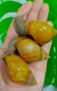 حلزون کلکسیونی