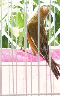 قناری نر