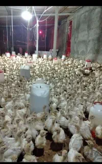 جوجه بوقلمون روسی سنگین  وزن