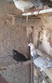 پنج دانه کبوتر فروشی