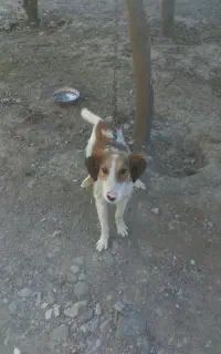 دو عدد سگ