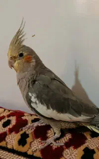 عروس هلندی نر