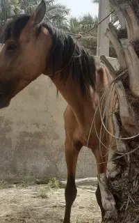 اسب