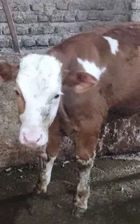 فروش گاو دورگه