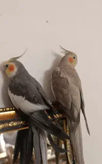 عروس هلندی نر و ماده