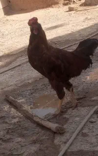 خروس لاری