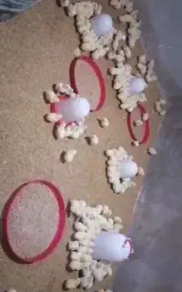 فروش جوجه یک روزه گوشتی