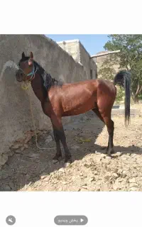 اسب