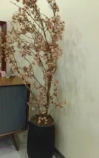 فروش درختچه شکوفه