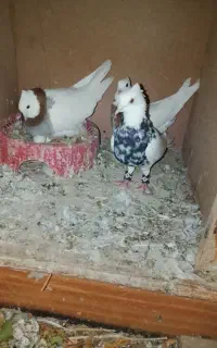 کبوتر