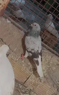 با سلام سه عدد  ماده گوک اسطوره